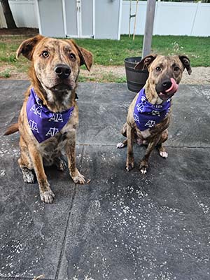 Gus and Luna, Gel's rescues